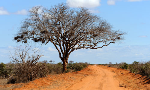 site